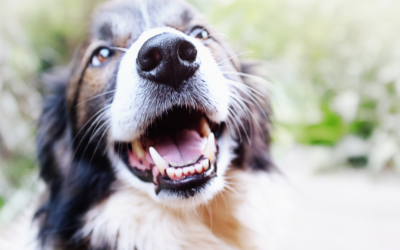 The Science of Pet Happiness: How Roll Over LLC Keeps Your Pets Joyful