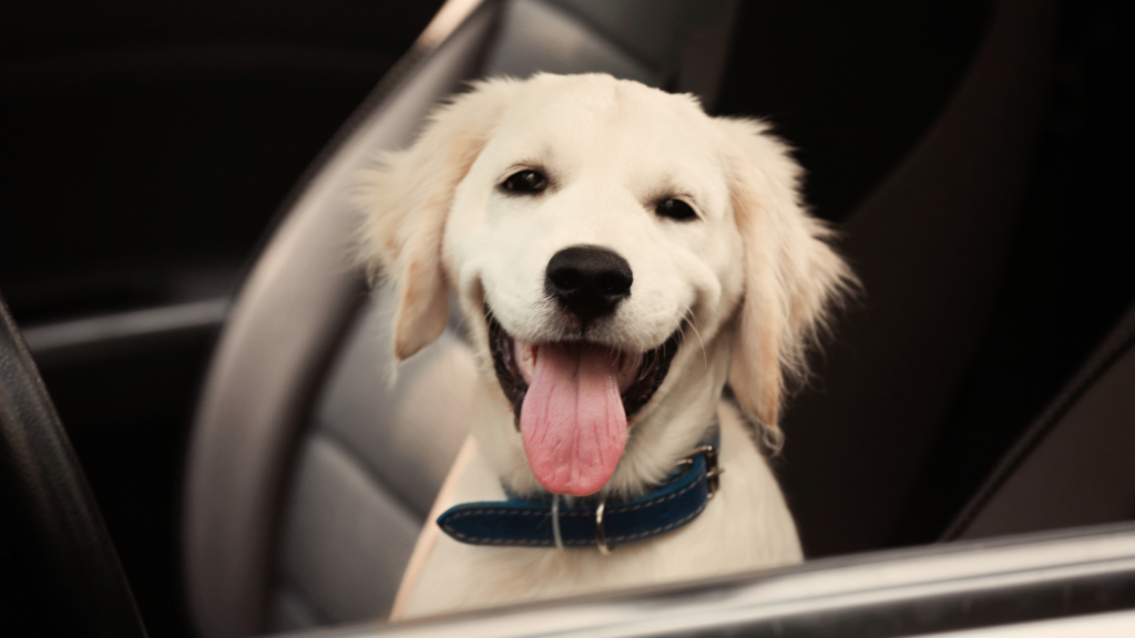 Comfortable pet transportation with Roll Over LLC's Pet Taxi