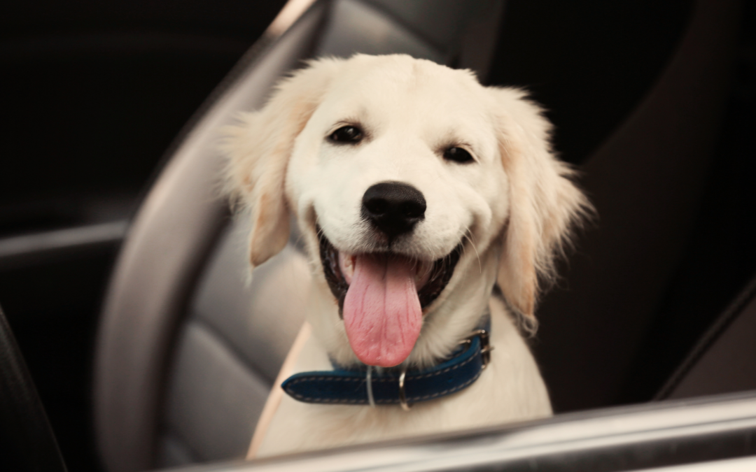 Comfortable pet transportation with Roll Over LLC's Pet Taxi