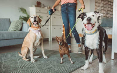 Choosing the Right Pet Sitter: Trust and Reliability at Roll Over LLC